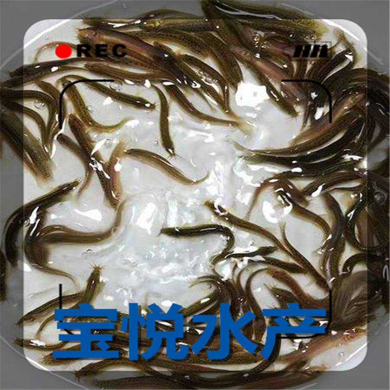 無錫泥鰍苗臺灣泥鰍魚苗養殖技術正宗臺灣泥鰍苗