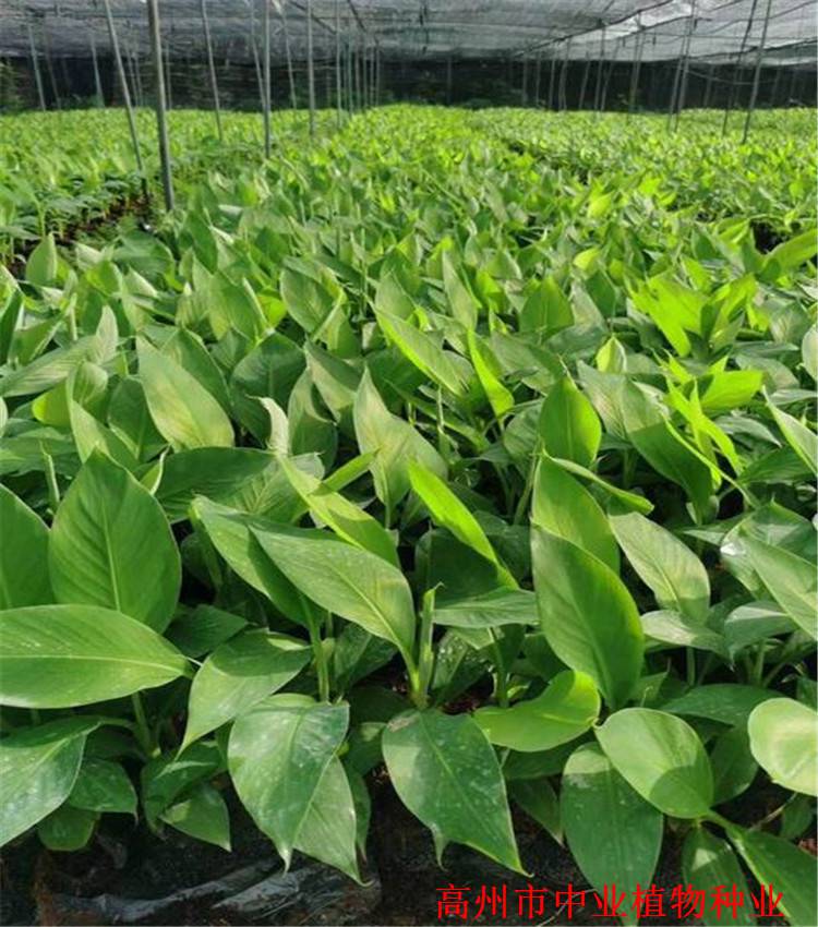 海南南天黄香蕉苗海口香蕉杯苗天河巴西香蕉苗