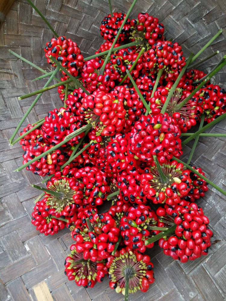 基地批发供应云南黑人参黑人参种植技术黑人参种子