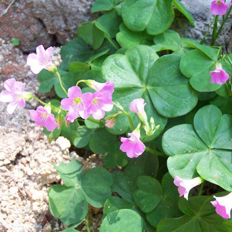 基地种植酢浆草 节日组摆草花 酢浆草小苗