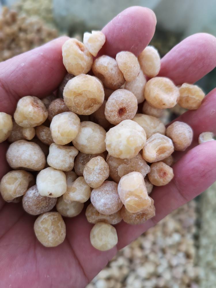 姜半夏的功效与作用当年货制半夏价格