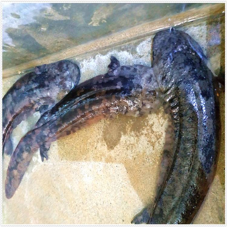 2020年贵州娃娃鱼价格养殖娃娃鱼价格薛家壮便宜图片