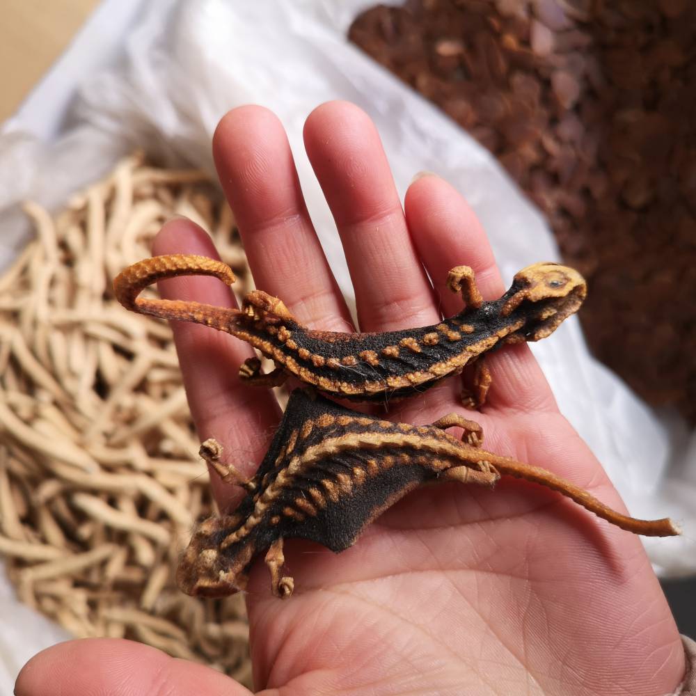 中药海狗价格海狗泡酒功效海狗批发