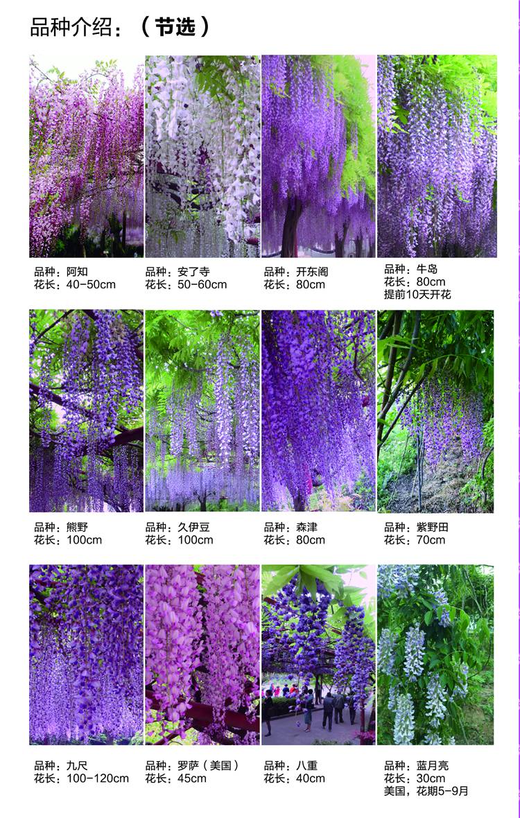 紫藤品种介绍图片图片