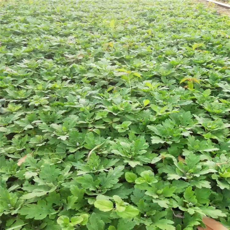 勇泰中药材白菊苗基地菊花苗苗圃供应