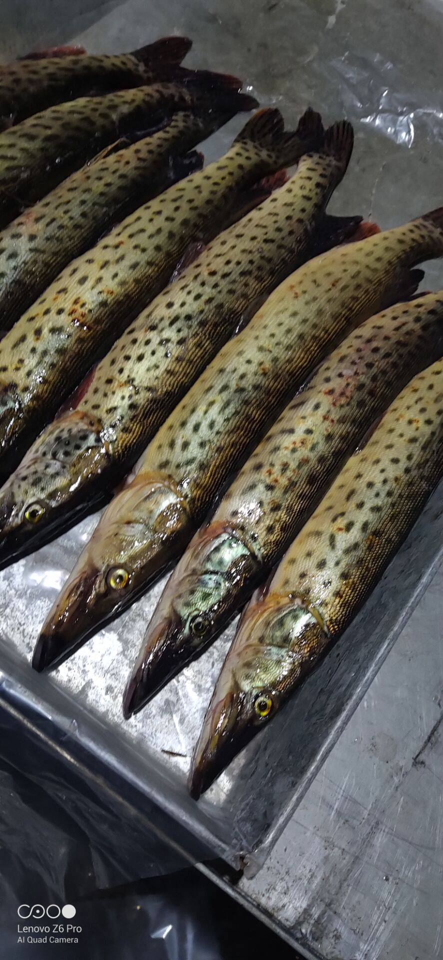 东北黑斑狗鱼产地批发黑龙江黑斑狗鱼货源价格冷冻狗鱼供应商