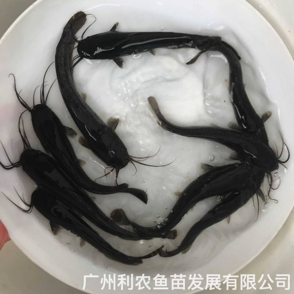 【埃及塘鲺鱼苗革胡子鲶鱼苗埃及塘角鱼苗批发埃及胡子鱼苗】价格