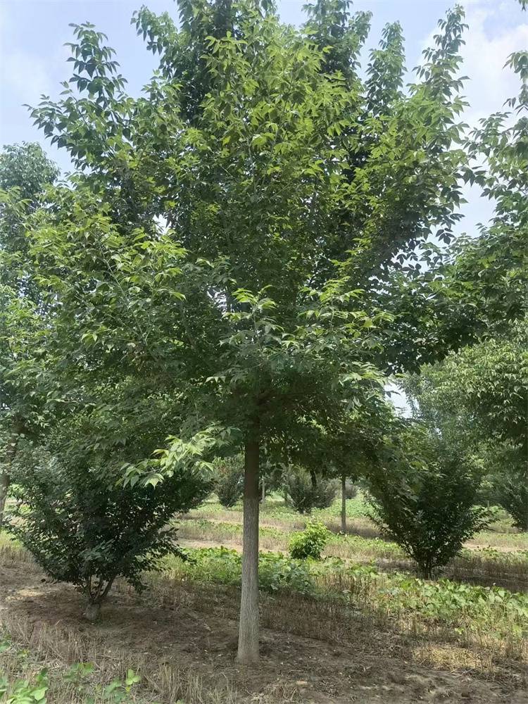 8公分12公分丛生金叶复叶槭景区造型风景树