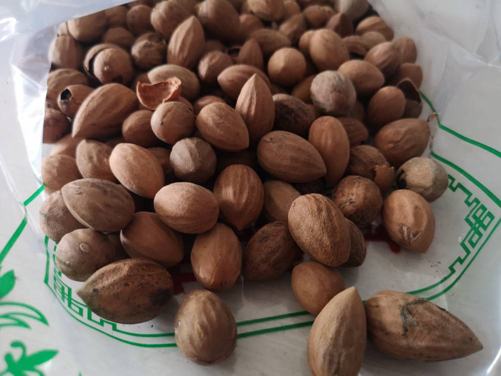 抒斗子,栎木子,柞子,麻枥果【拼音名】xiànɡ shí橡实中药材橡实