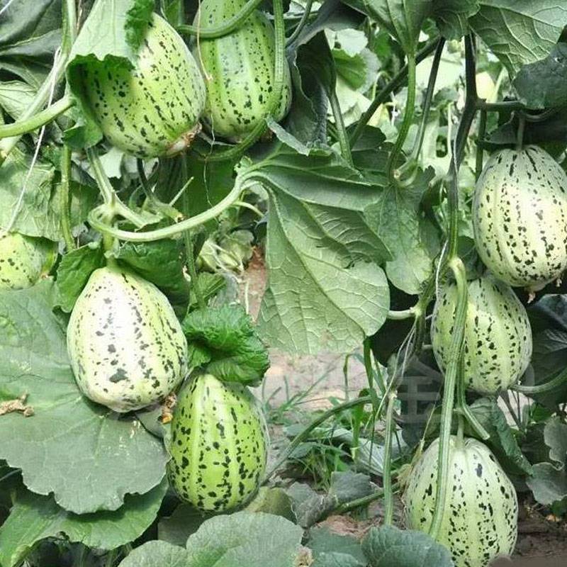 甜瓜种子蛤蟆酥种子花皮甜瓜皮薄肉厚口感香甜大田高产甜种籽