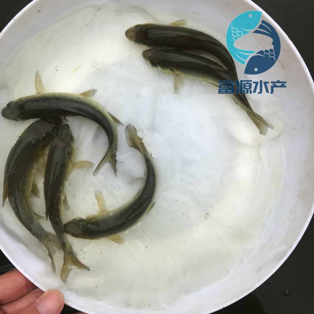 【長江草魚苗批發鯇魚苗養殖基地草鯇魚養殖基地】圖片