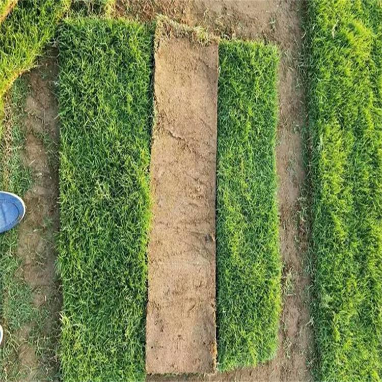 公路绿化草坪 广东马尼拉草 广场绿化草坪 再生性好