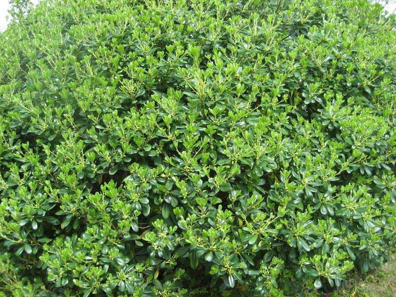 四川大量供应海桐工程苗地苗杯苗都有以及海桐球80的批发基地