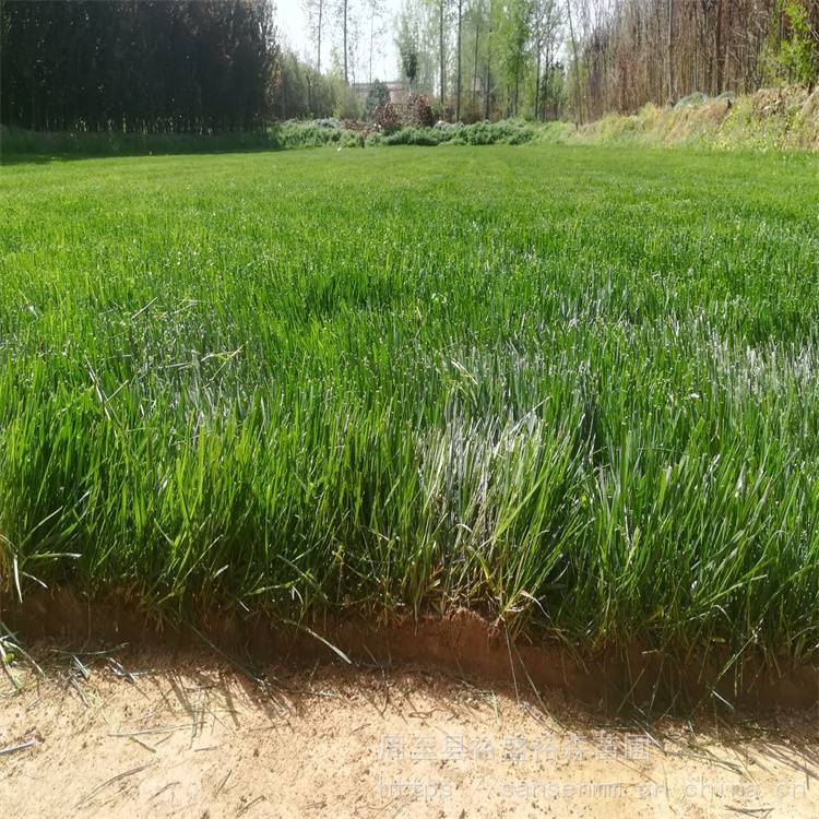 混播草坪四季青苗圃草坪供应立铺见效