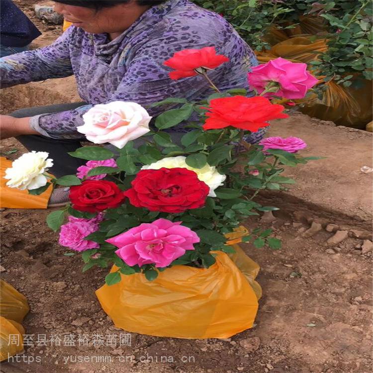 月季批发 分枝繁多耐修剪 树桩月季 街道绿化苗木花卉