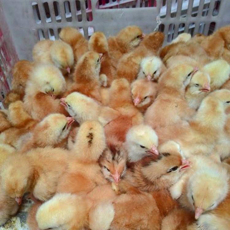 脱温红玉鸡苗价格红玉380鸡苗脱温鸡苗整齐度高红玉鸡苗