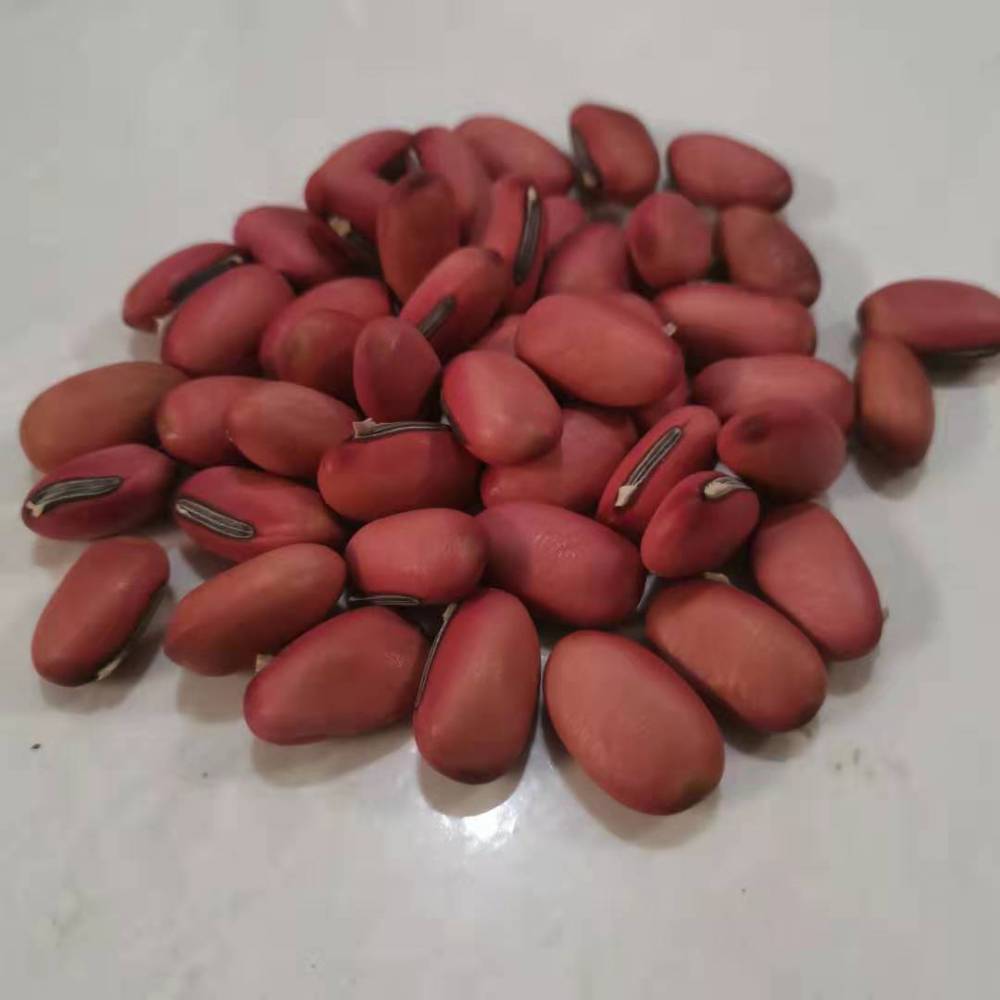 供应红刀豆白刀豆