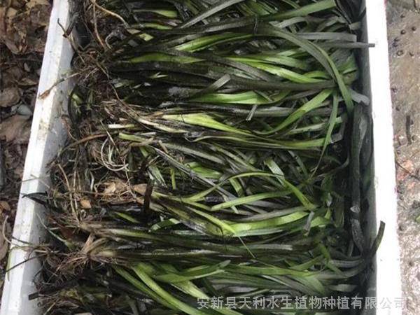 矮生苦草是一種常綠型沉水植物,生長高度隨著水位高低調整生長,不會長