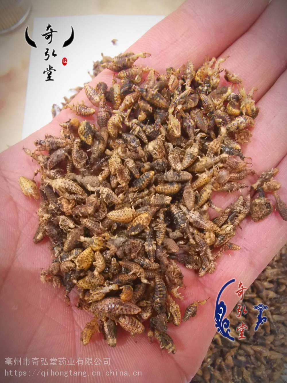 中药材地牯牛的功效地牯牛用法用量