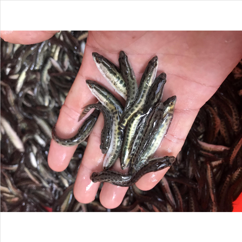 快大杂交黑鱼苗原蓝鲜活生鱼苗批发产地