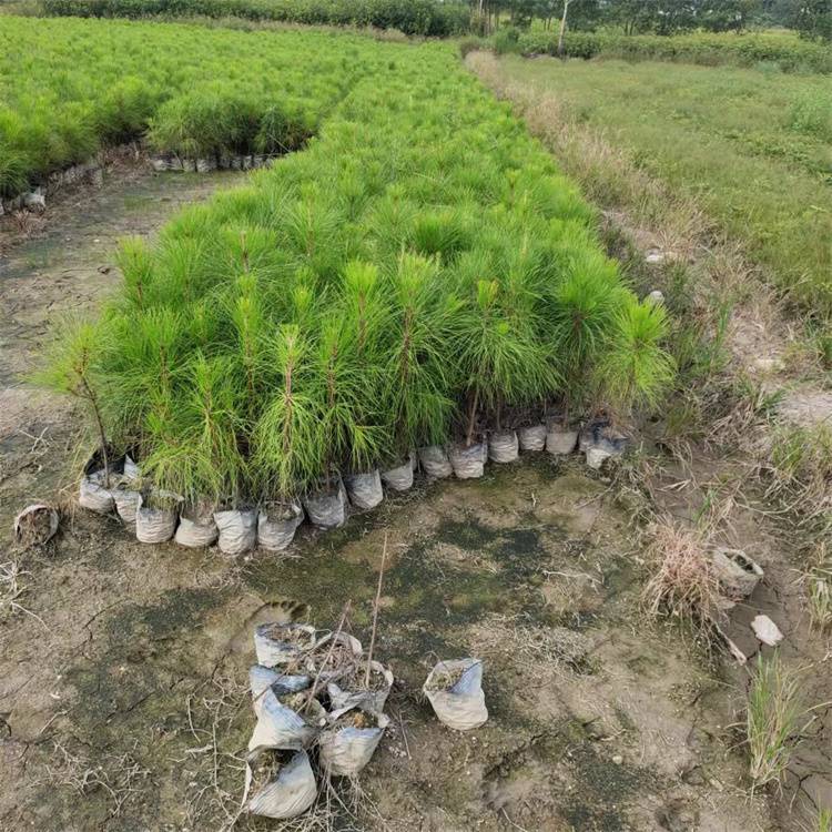 松树苗批发基地(松树苗批发市场价格)