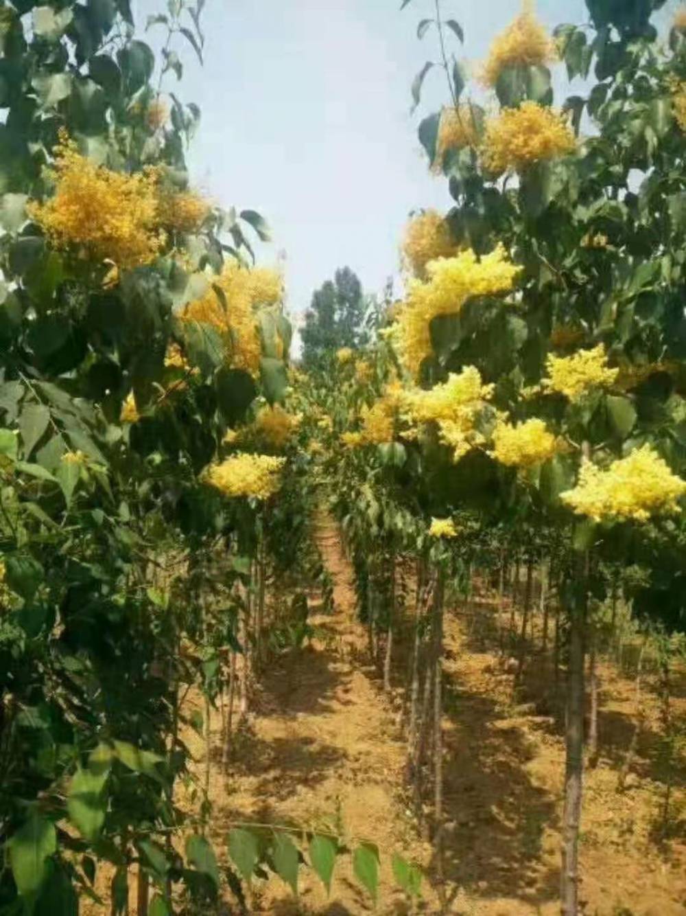 黄金丁香树黄金丁香树小苗黄金丁香树价格黄金丁香树基地