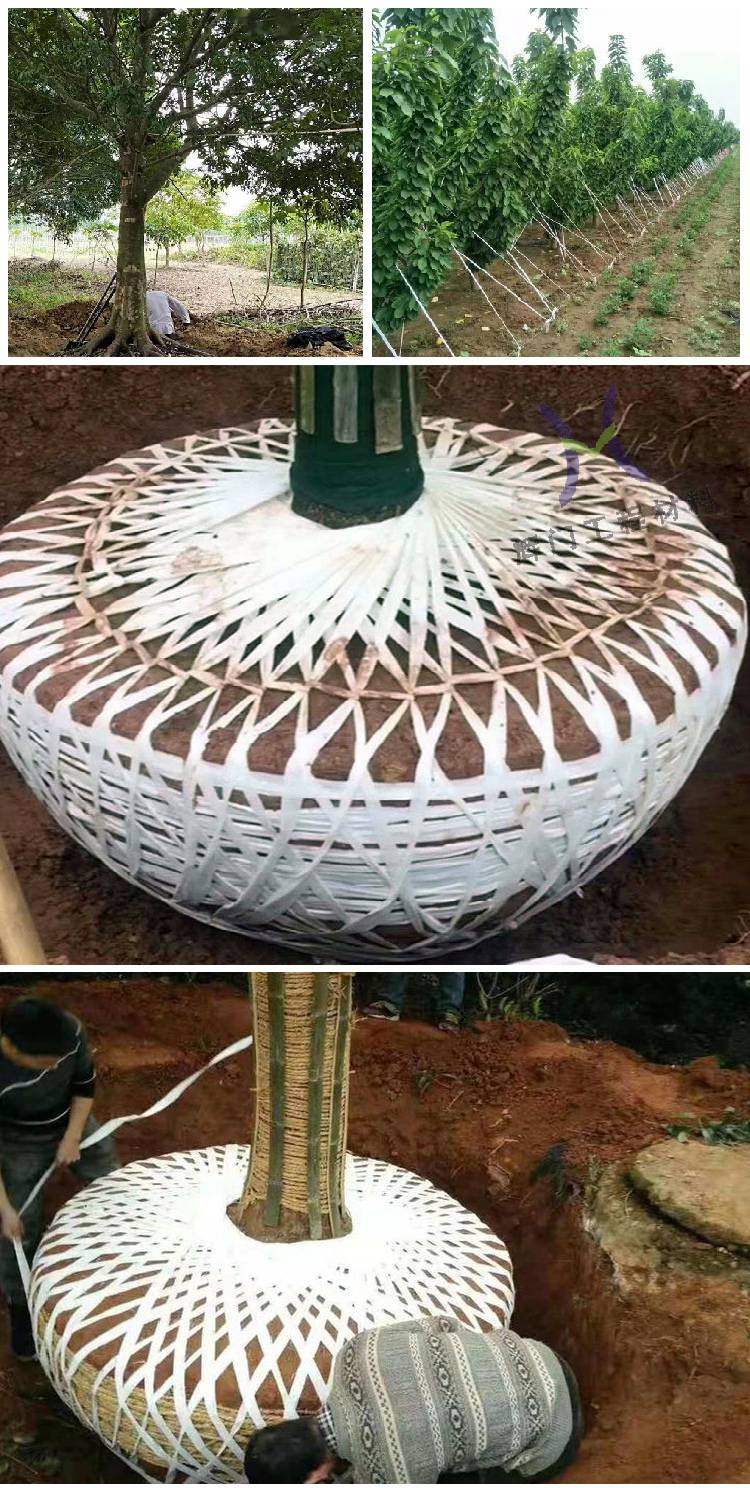 绑苗木土球的白布带2厘米起树包树球布透气保水保温