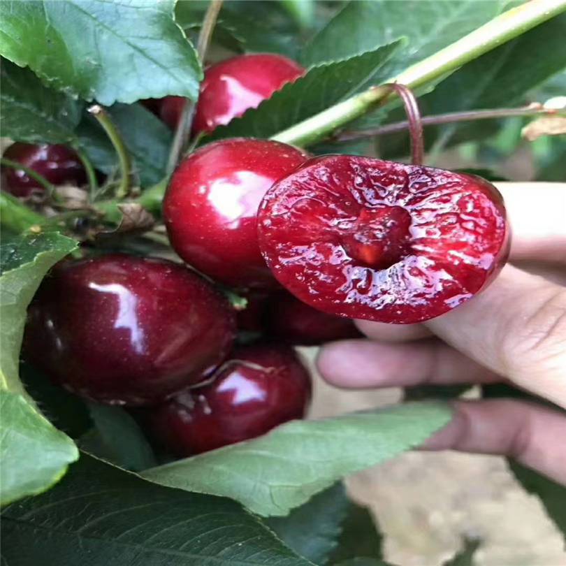 河南早雷尼樱桃苗送管理技术