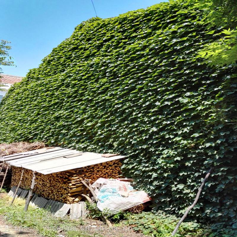 爬藤树苗 爬山虎 四季爬藤植物