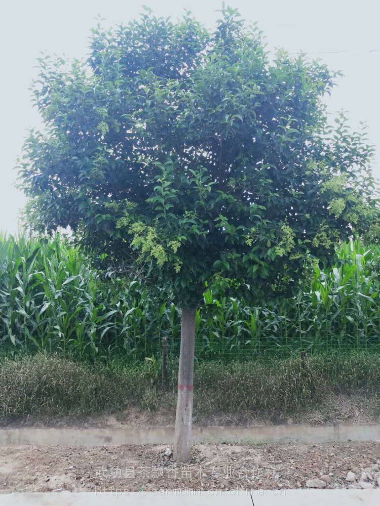 西安荒山造林綠化大葉女貞獨杆樹圖片