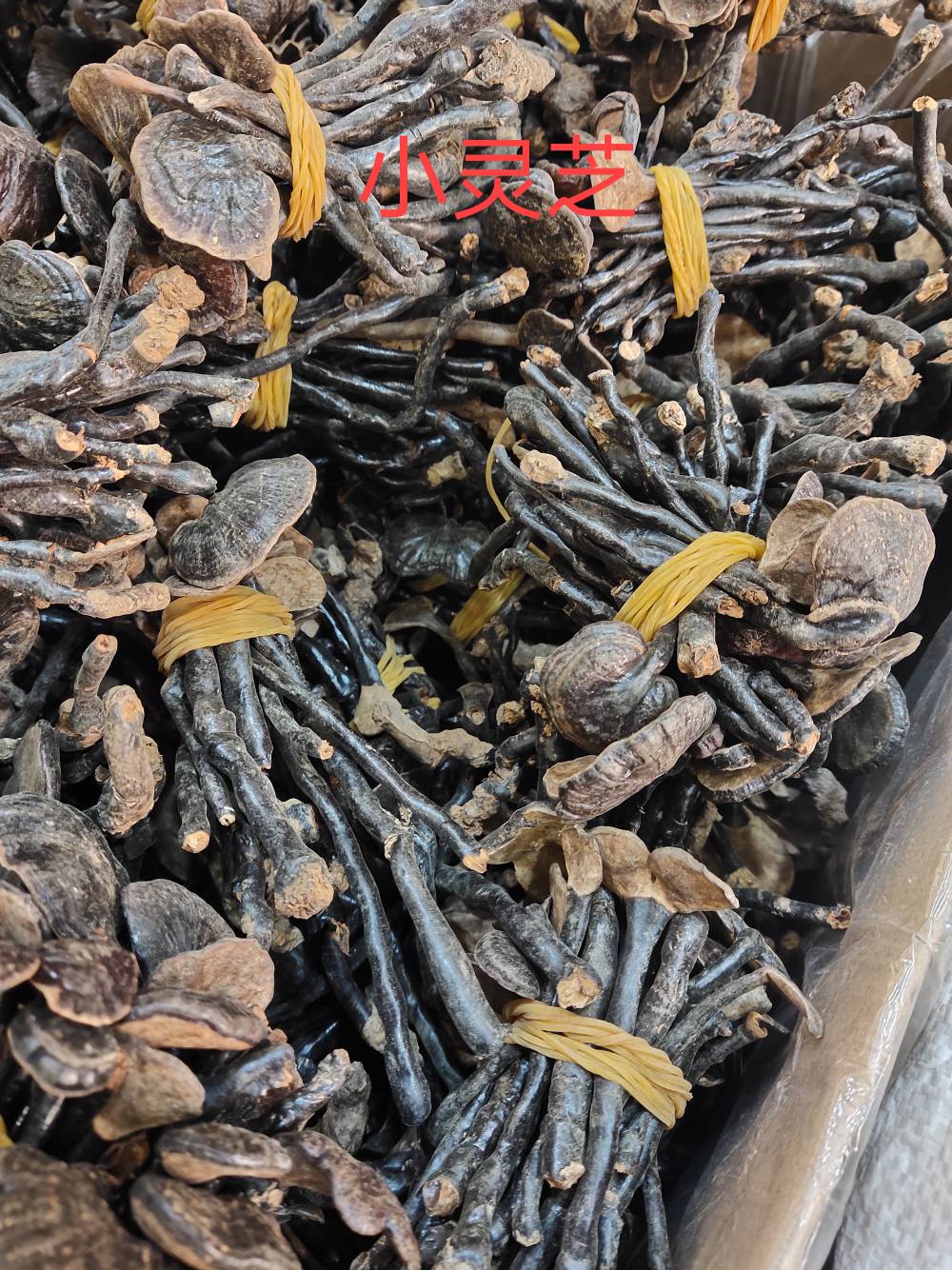 中药材石见穿批发石见穿的产地