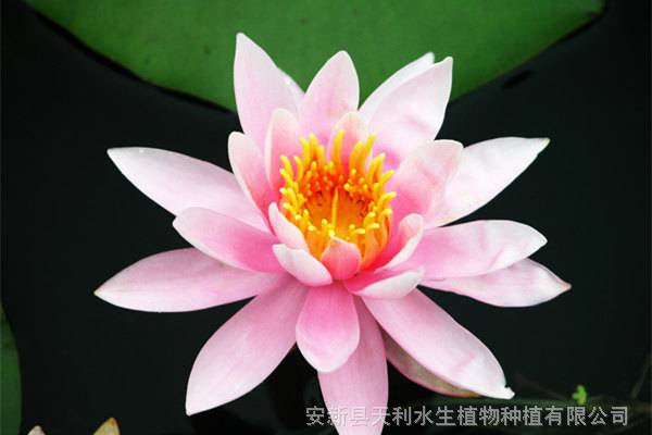 耐寒睡莲基地,适合河道睡莲种植,花期长品种多样