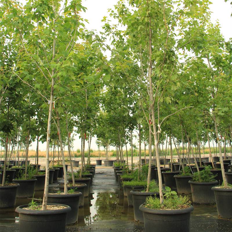 自由人槭阿姆斯特朗景区园林造景绿化种植地被护坡