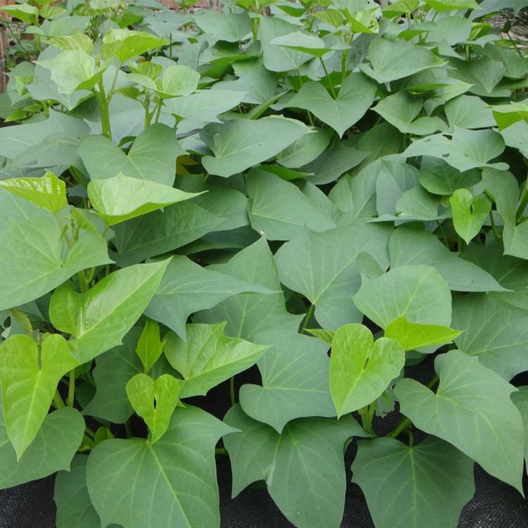 成都芳草芊芊园林绿化常年批发工地绿化工程苗花叶红薯