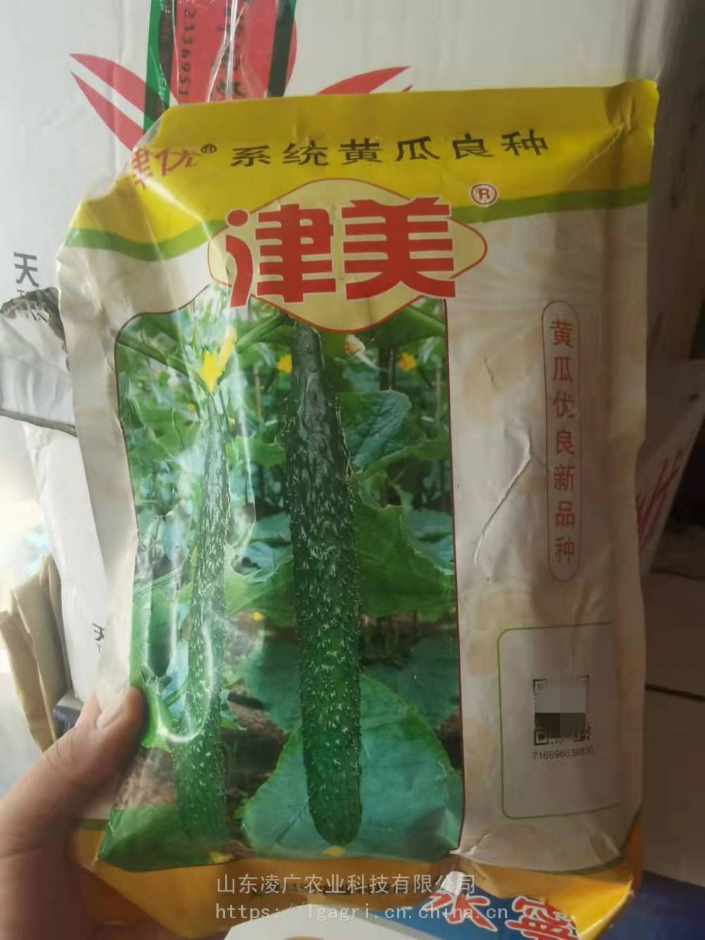 天津科润黄瓜品种展示图片