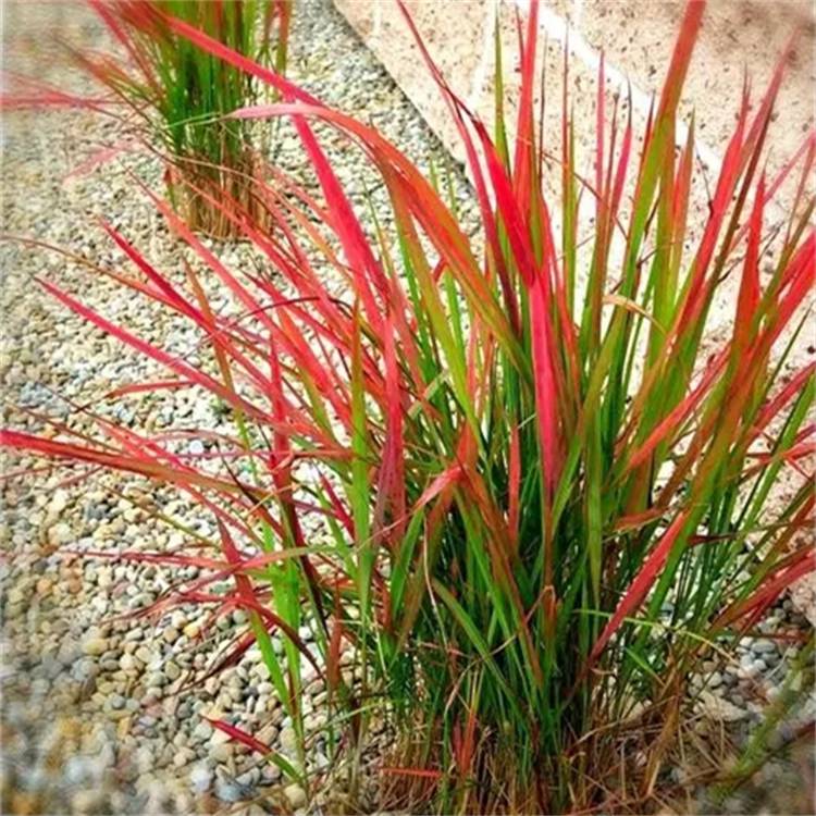 【彩叶观赏地被血草 花镜色块配置 园林景观绿化苗木