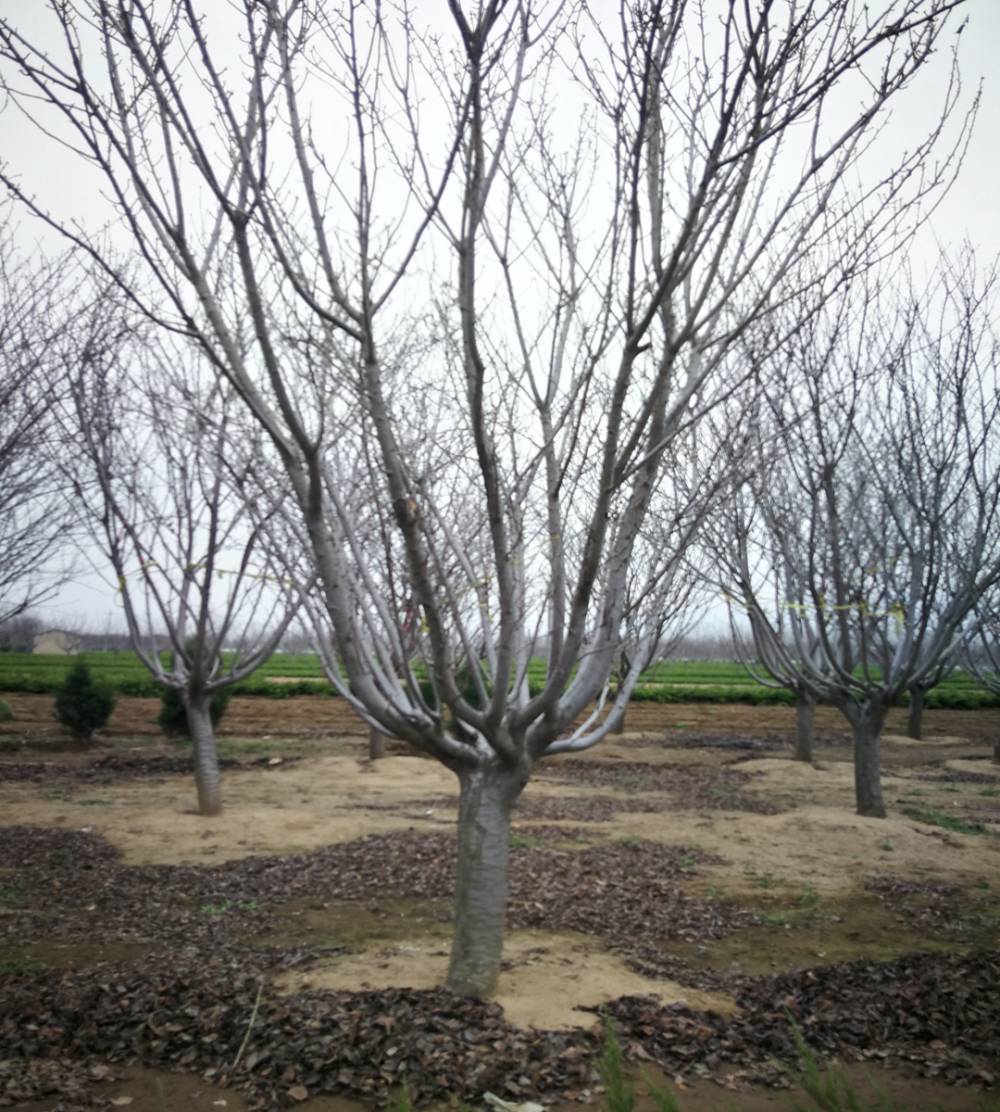 樱花苗规格苗圃在旺运苗木出售樱花树苗室内外庭院种植