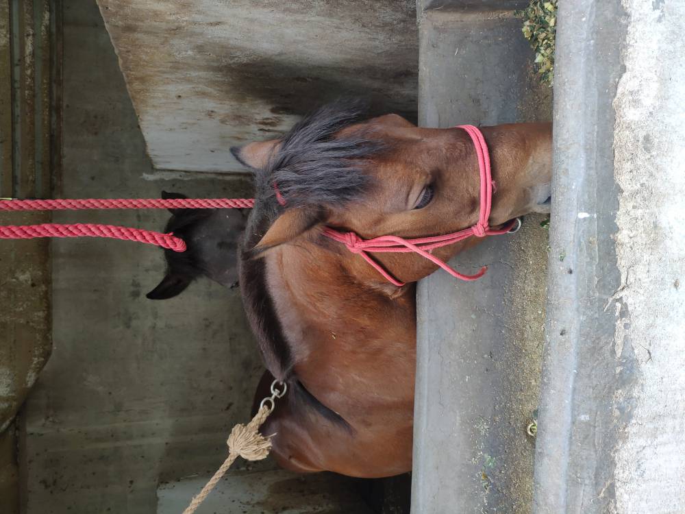 马匹等 矮马 : 3000-5000/匹 国产马(伊犁马,三河马,蒙古马):6000