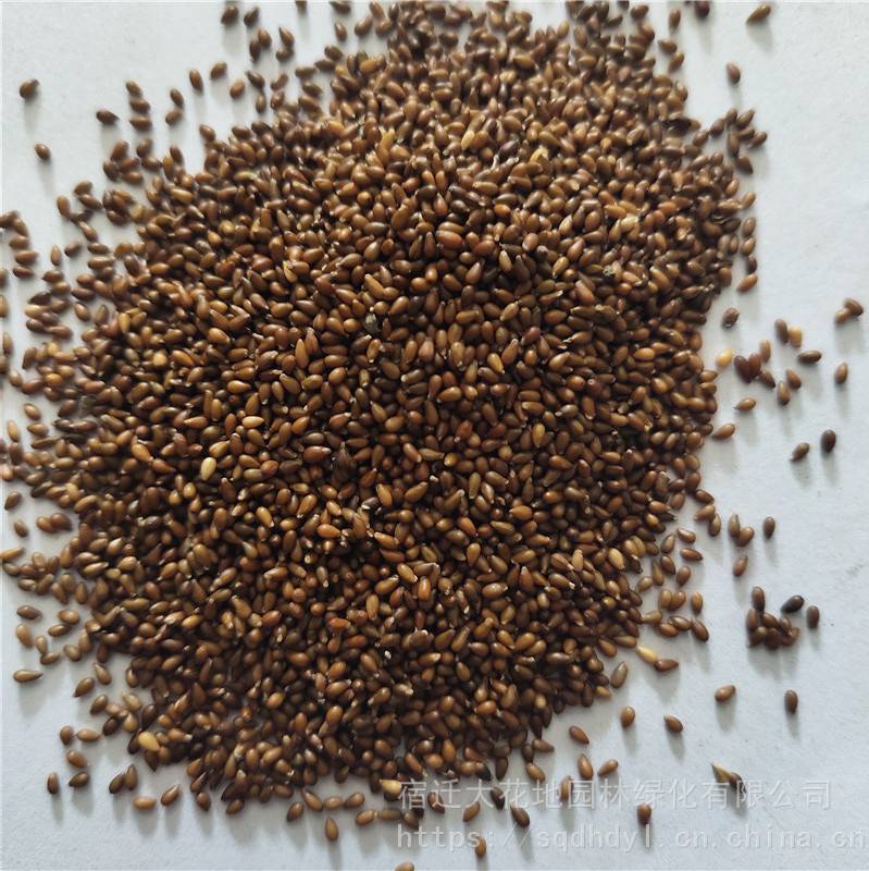 新草花种子三色堇种子发芽率高价格便宜批发价