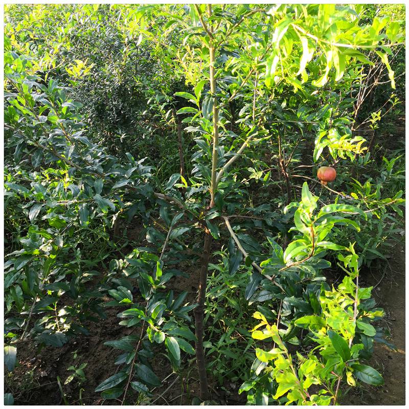 1,肥水管理石榴树的基肥应该以有机肥为主,化肥为