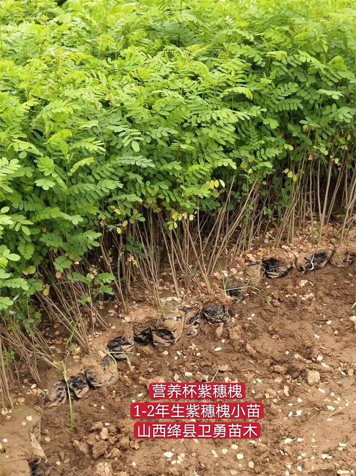 1年紫穗槐产地报价 1年紫穗槐***】价格_厂家 - 中国供应商