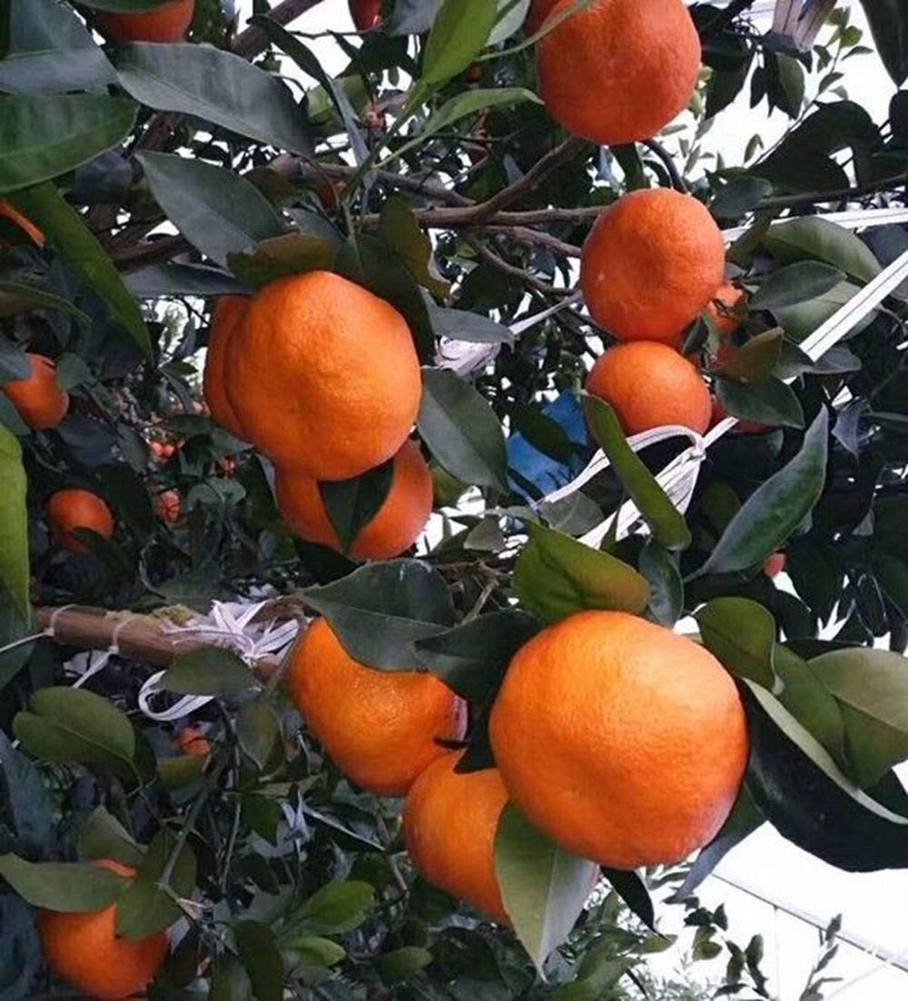 由良蜜桔好吃吗(由良蜜桔种植技术经验)