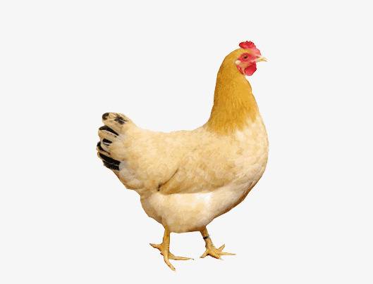 供应麻黄土二公矮脚王供应