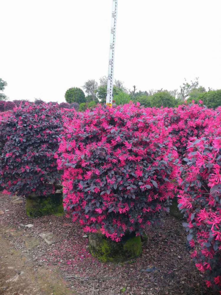 深圳园林绿化工地红花继木球批发红花檵木