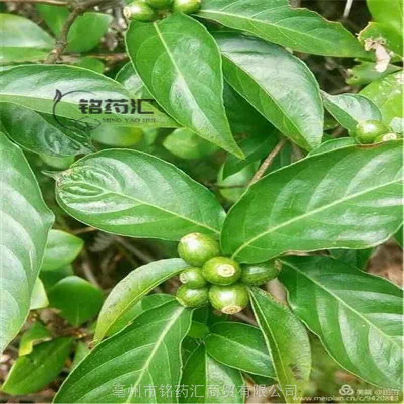 惊风草图片供应中药材山膏药