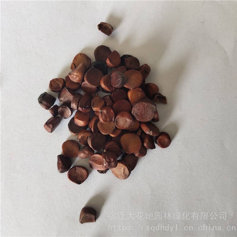 全国邮购快递发货,提供黄菖蒲种植技术方法,高级园艺