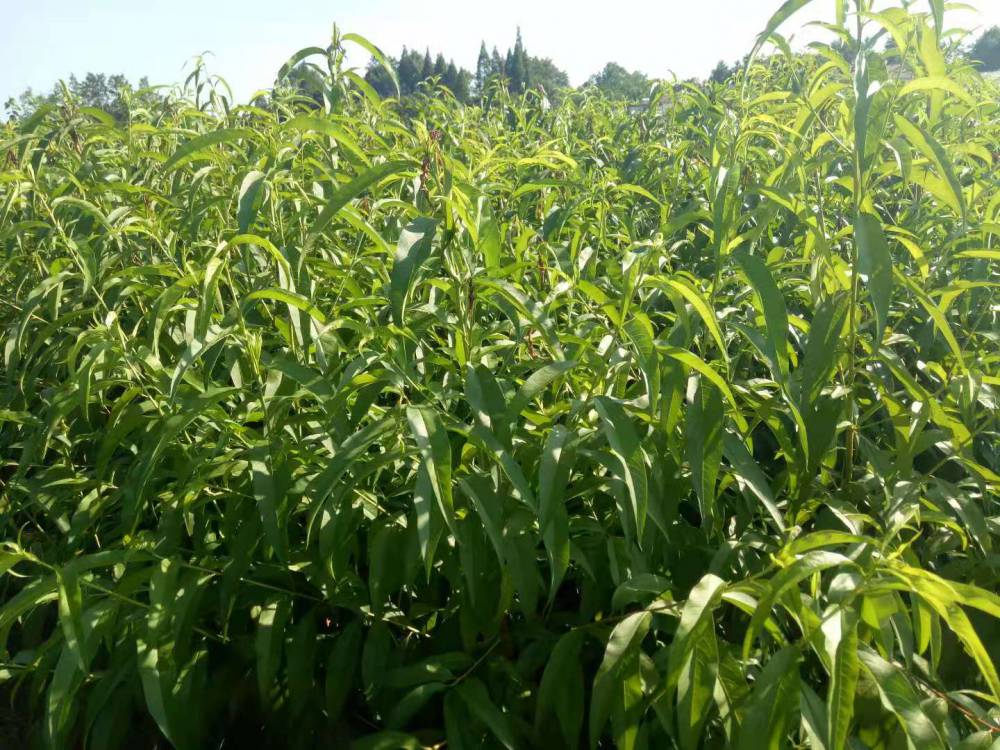 黄石水蜜桃树苗黄石桃子苗出售黄石正宗阳山水蜜桃苗