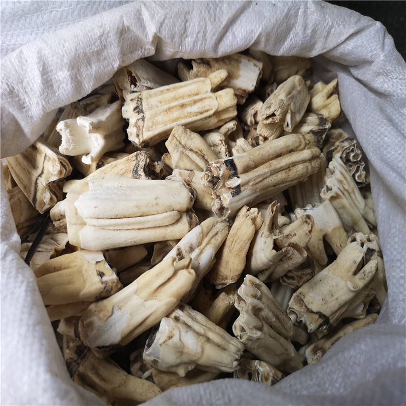 正宗牛齿多少钱牛牙全国供应