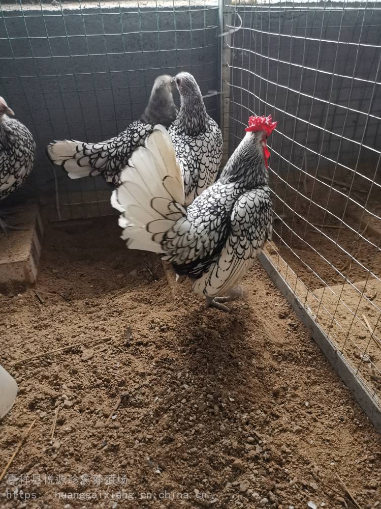 波兰观赏鸡黑白花波兰鸡细花纹波兰鸡