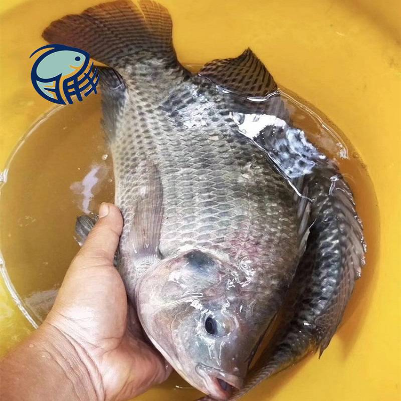 5cm羅非魚苗中下層養奧尼羅非魚苗易繁殖羅非魚苗批量供應